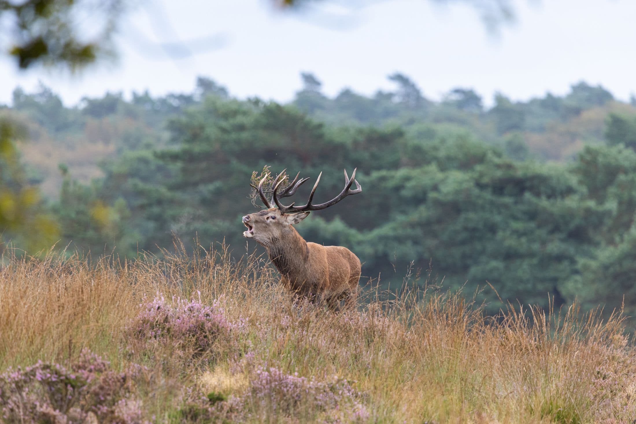 Edelhert in de bronst op de heide
